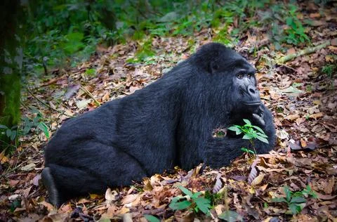 Mountain Gorilla Stock Photos