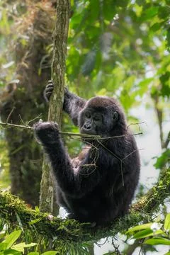 Mountain Gorilla Stock Photos