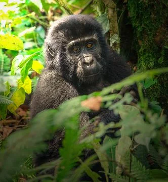 Mountain Gorilla Stock Photos