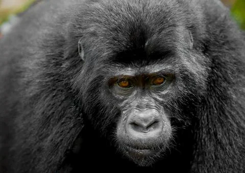 Mountain Gorilla Stock Photos