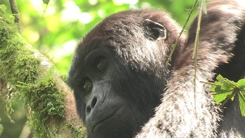 Mountain gorilla portrait - Uganda Stock Footage 84629125