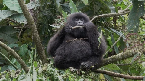 Mountain Gorilla, pregnant sitting on a branch Video stock 125261553