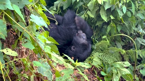 Mountain gorilla resting and self-grooming in Bwindi Impenetrable Forest Vídeo Stock 330915096