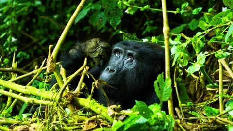 Mountain gorilla resting in dense jungle vegetation during sunny daytime. Stock-Footage 341071902