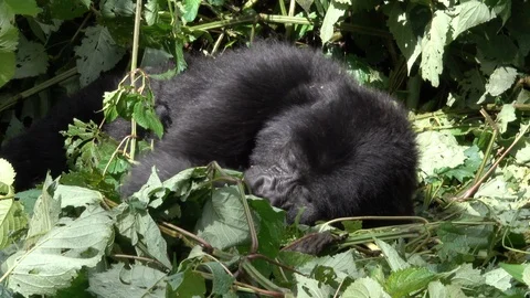 Mountain Gorilla resting in the sun Stock Footage 125203104