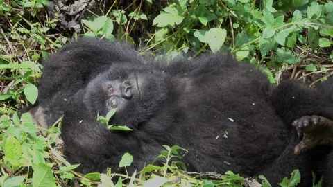 Mountain Gorilla resting in the sun Stock Footage 125255365