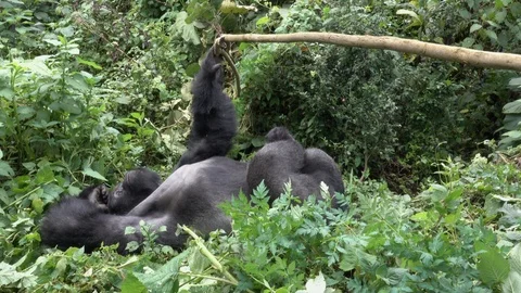 Mountain Gorilla resting in the sun. Video stock 125270398
