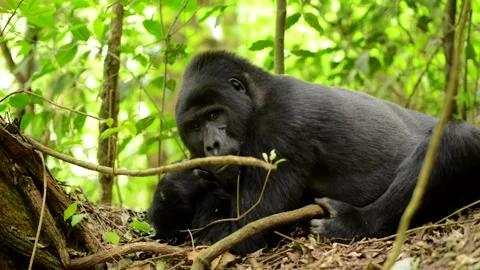 Mountain Gorilla resting in Uganda forest, Close up shot 스톡 동영상 297537684
