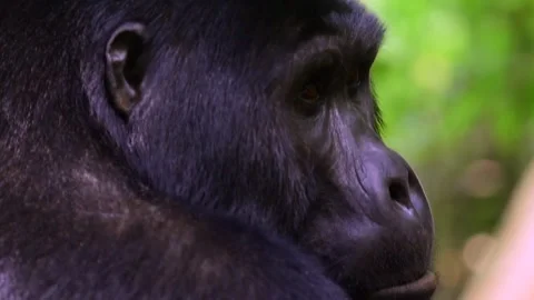 Mountain Gorilla resting in Uganda forest, Close up shot Stock-Footage 297537859