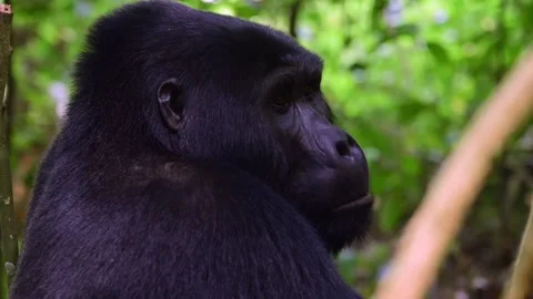 Mountain Gorilla resting in Uganda forest, Close up shot Stock-Footage 297537860