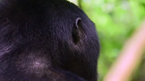 Mountain Gorilla resting in Uganda forest, Close up shot Stock-Footage 297537866