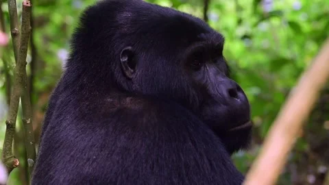 Mountain Gorilla resting in Uganda forest, Close up shot Stock-Footage 297537870