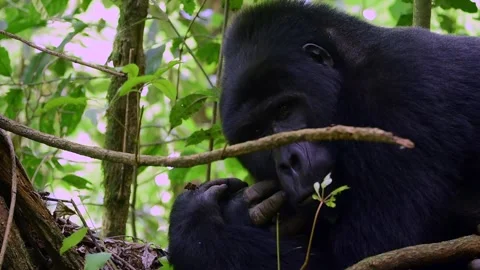 Mountain Gorilla resting in Uganda forest, Close up shot Stock-Footage 297537874