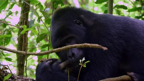 Mountain Gorilla resting in Uganda forest, Close up shot Stock-Footage 297537888