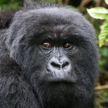 A Mountain Gorilla in the Rwanda. 写真素材