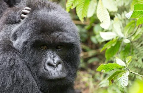 A Mountain Gorilla in the Rwanda. 스톡 사진