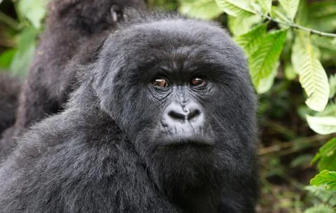 A Mountain Gorilla in the Rwanda. Stock Photos