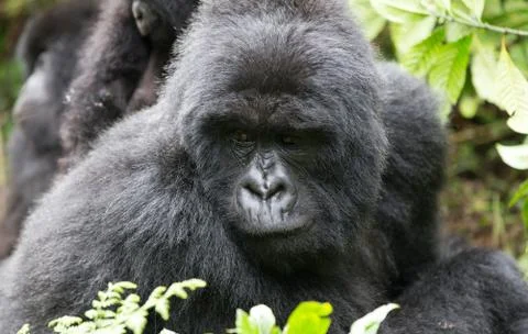 A Mountain Gorilla in the Rwanda. 스톡 사진