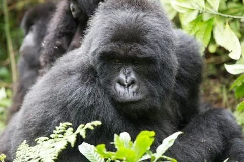 A Mountain Gorilla in the Rwanda. Foto stock