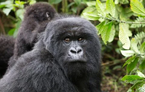 A Mountain Gorilla in the Rwanda. Stock Photos