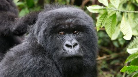 A Mountain Gorilla in the Rwanda. Stock Photos