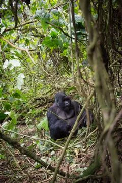 Mountain gorilla in Rwanda Stock-Fotos