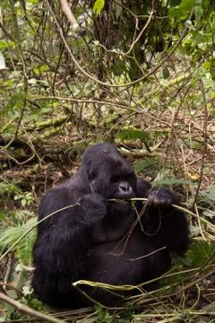 Mountain gorilla in Rwanda 스톡 사진