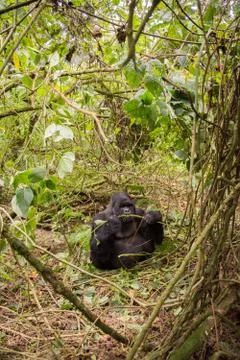 Mountain gorilla in Rwanda Stock-Fotos