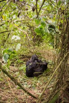 Mountain gorilla in Rwanda 스톡 사진