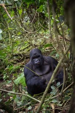 Mountain gorilla in Rwanda Stock-Fotos