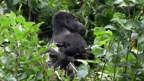 Mountain Gorilla Silverback alone Video stock 125201157