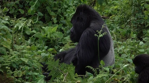 Mountain Gorilla,  Silverback and his Baby, Rwanda, Africa Stock Footage 83348911