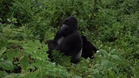 Mountain Gorilla Silverback and little son. Virunga, Africa Stock Footage 83342433
