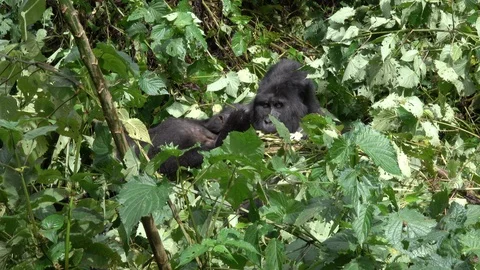 Mountain Gorilla, Silverback and son Stock Footage 125199251
