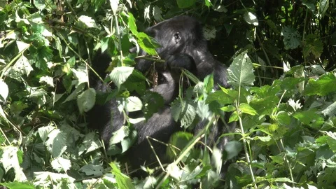 Mountain Gorilla, Silverback and son Video stock 125200766