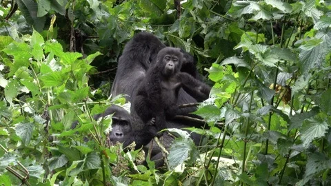 Mountain Gorilla, Silverback and son Video stock 125202216