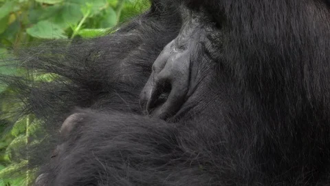 Mountain gorilla, Silverback close to the camera. Virunga, Rwanda, Africa Stock Footage 83165155