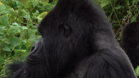 Mountain Gorilla Silverback, close Footage from the face. Virunga, Africa Stock Footage 83343173