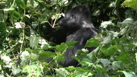 Mountain Gorilla Silverback eating Video stock 125200325