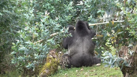 Mountain Gorilla Silverback eating Stock Footage 125254532
