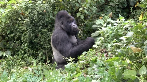 Mountain Gorilla Silverback eating leafs Stock Footage 125267059