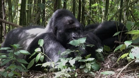 Mountain Gorilla, Silverback eats leafs close to the camera, Viurnga, Africa Stock Footage 83000493