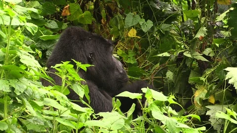 Mountain gorilla silverback feeding in Bwindi Impenetrable Forest Video stock 88357328