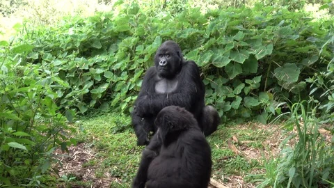 Mountain Gorilla, Silverback with female in front, Virunga, Africa Stock Footage 83276035