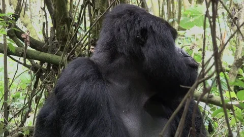 Mountain Gorilla, Silverback. Stock Footage 82733928