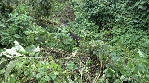 Mountain Gorilla Silverback Stock Footage 125261013