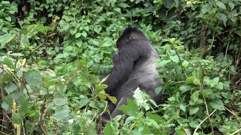 Mountain Gorilla Silverback Video stock 125267067