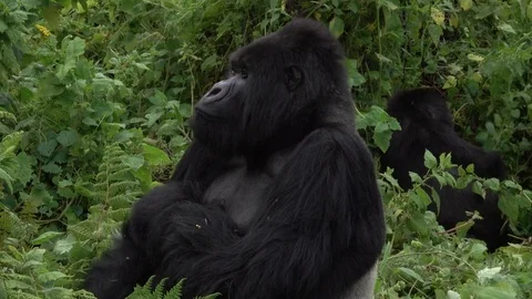 Mountain Gorilla Silverback. He sits close up near his group. Virunga, Africa Stock Footage 83343764