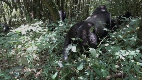Mountain Gorilla Silverback, he walks close to the camera, Virunga, Africa Stock Footage 82825127