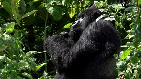 Mountain Gorilla, Silverback from left side, Virunga, Africa Video stock 83149892